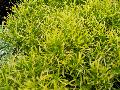 Gold Threads Alternanthera / Alternanthera ficoidea 